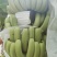 香蕉