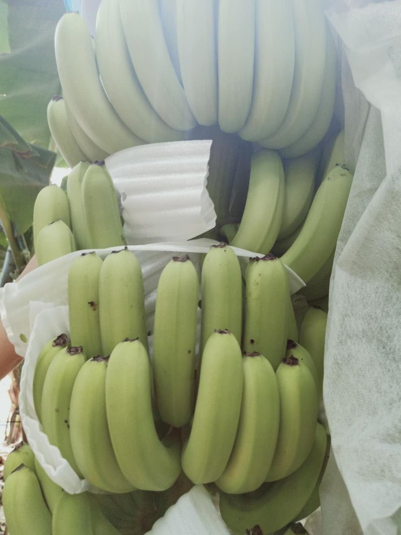 香蕉