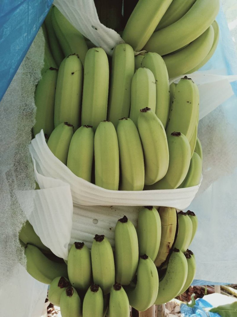 香蕉