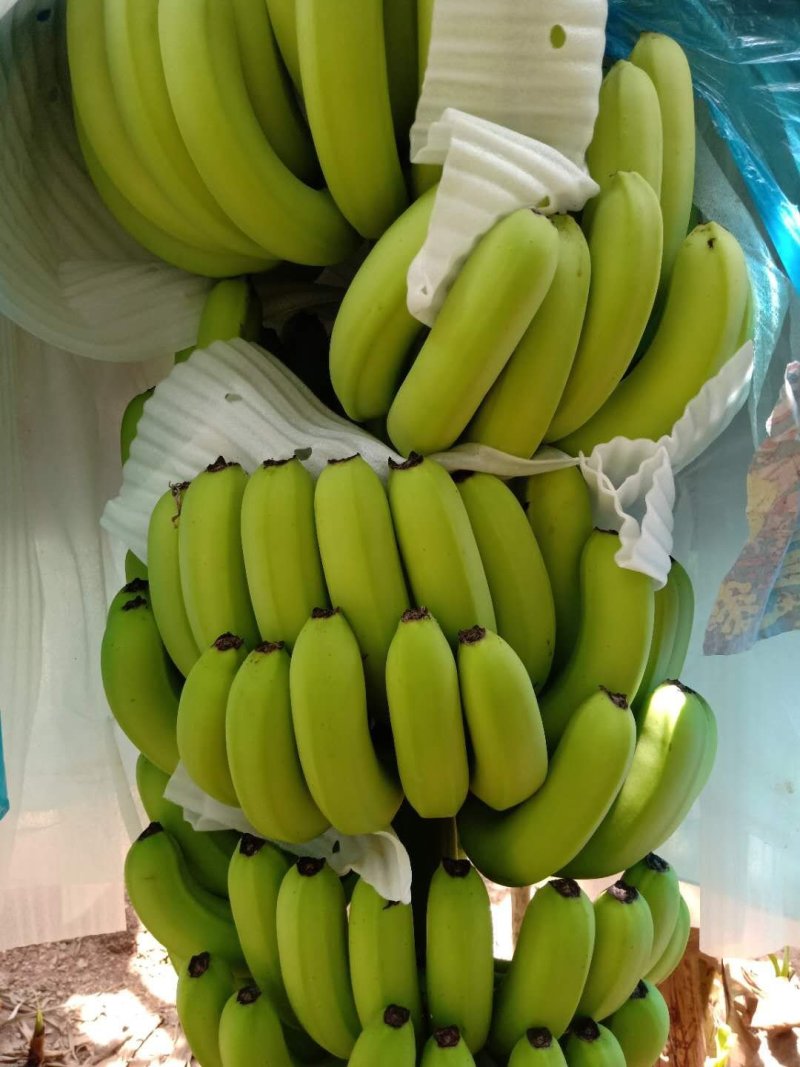 香蕉