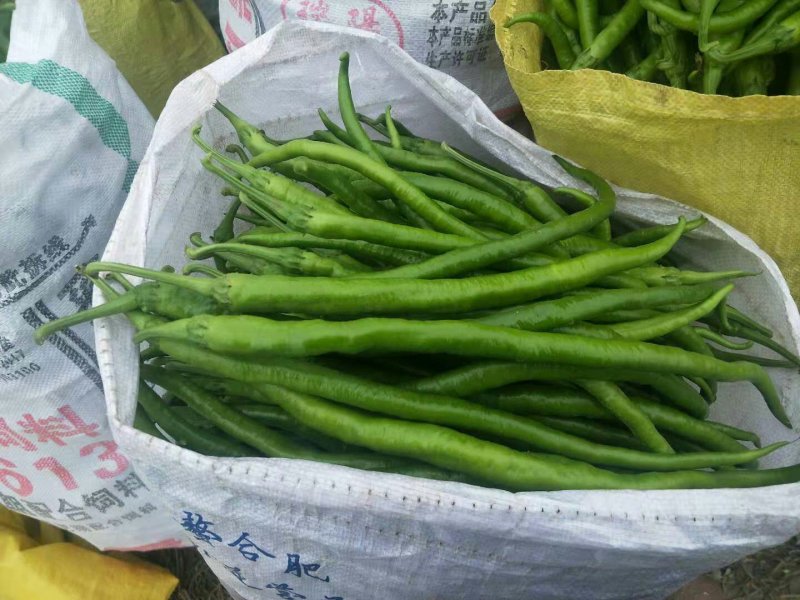 青线椒【河南开封通许万亩基地直供高质量高标准】