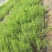 芦笋苗芦笋根芦笋种苗紫色芦笋苗育苗基地成活高