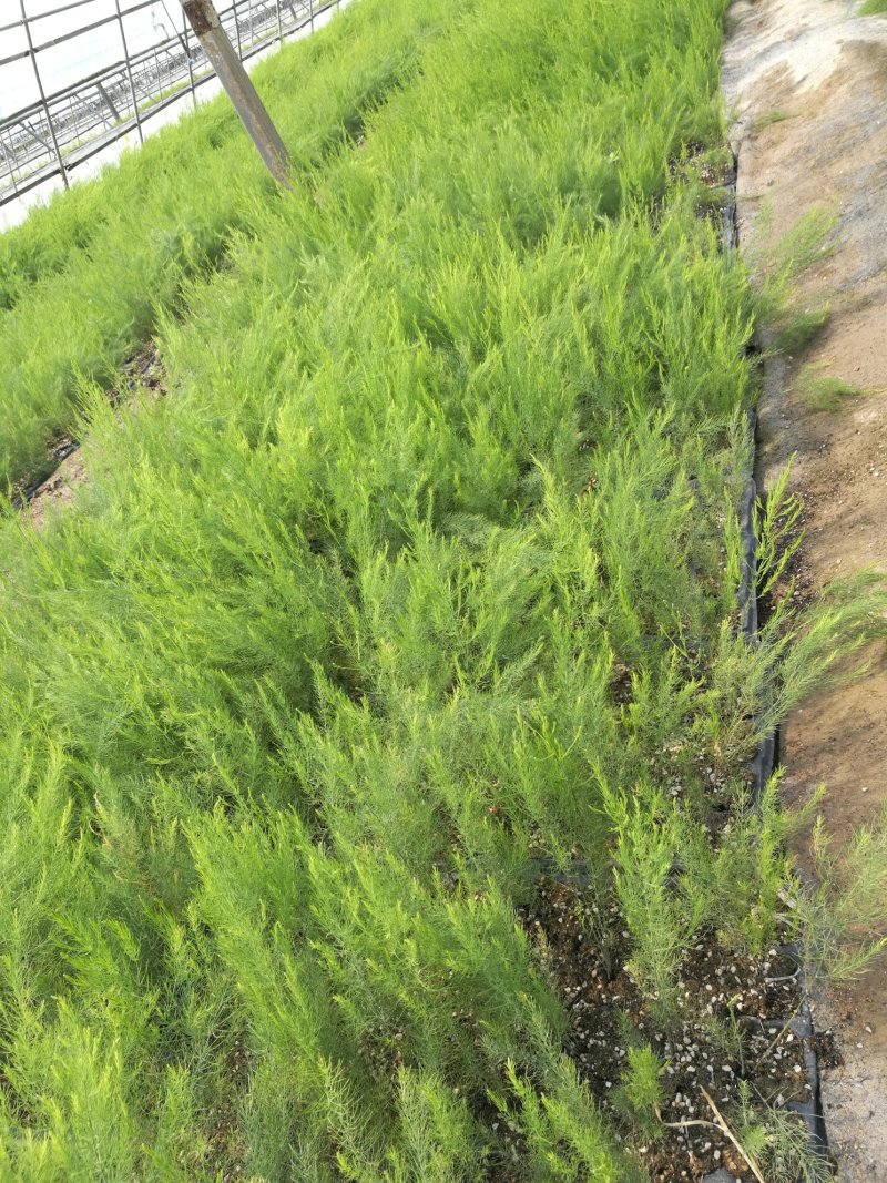 芦笋苗芦笋根芦笋种苗紫色芦笋苗育苗基地成活高