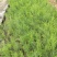 芦笋苗芦笋根芦笋种苗紫色芦笋苗育苗基地成活高