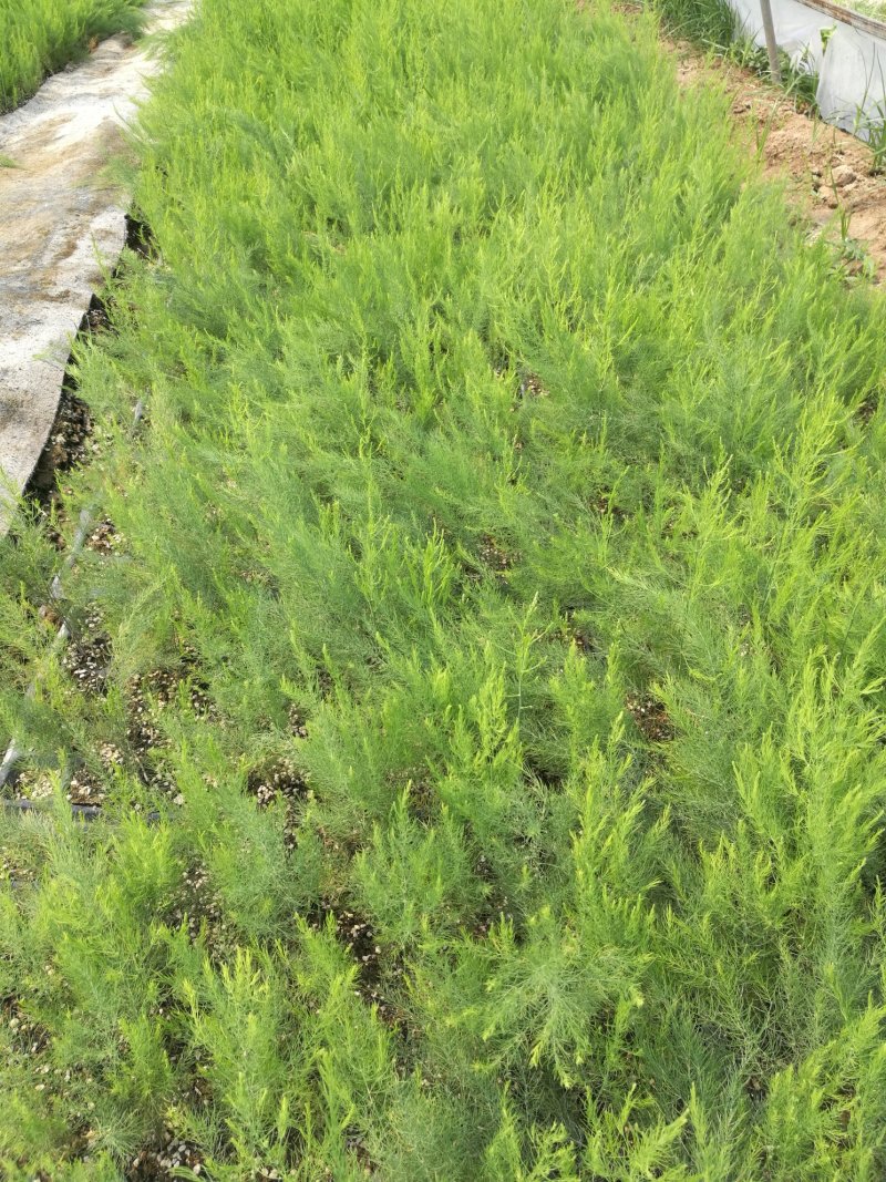 芦笋苗芦笋根芦笋种苗紫色芦笋苗育苗基地成活高
