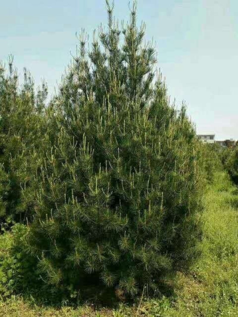 白皮松，《1米一2米一3米一5米》白皮松直供