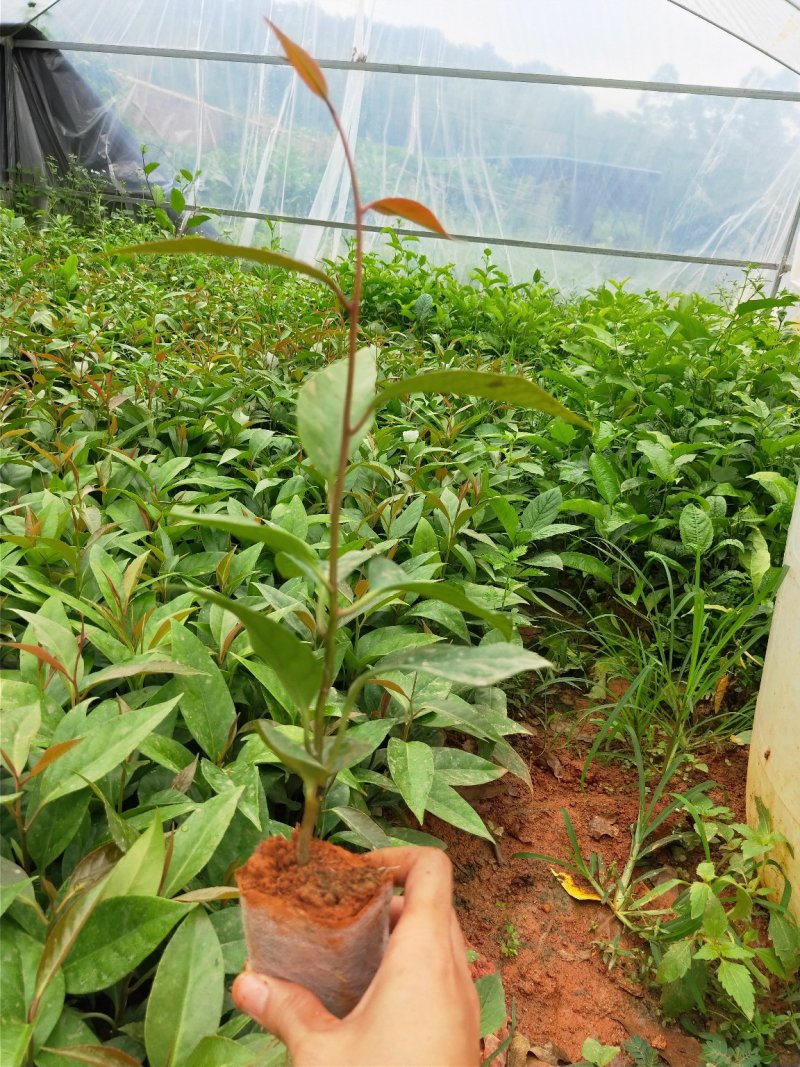 布福娜树苗