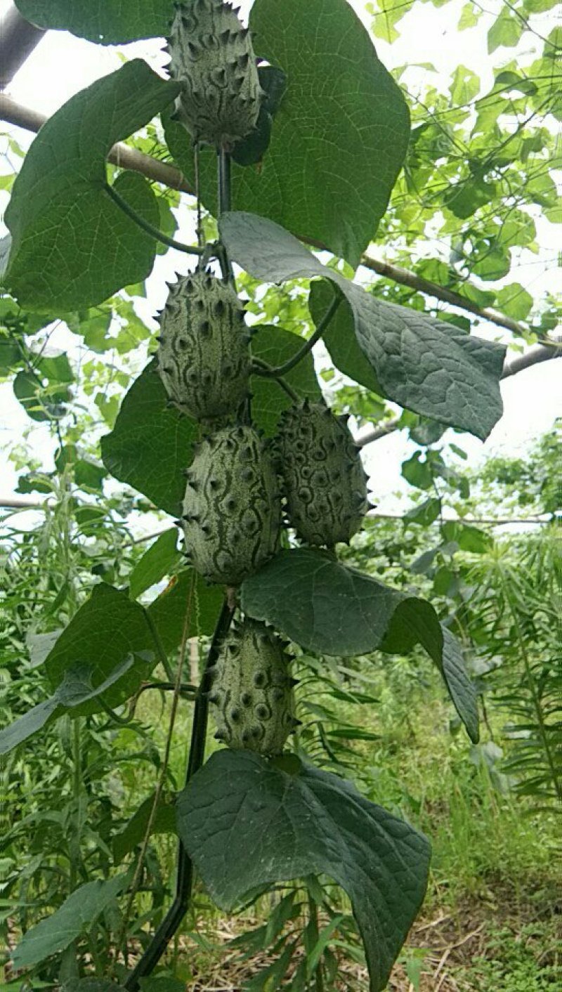 火参果(64个装)