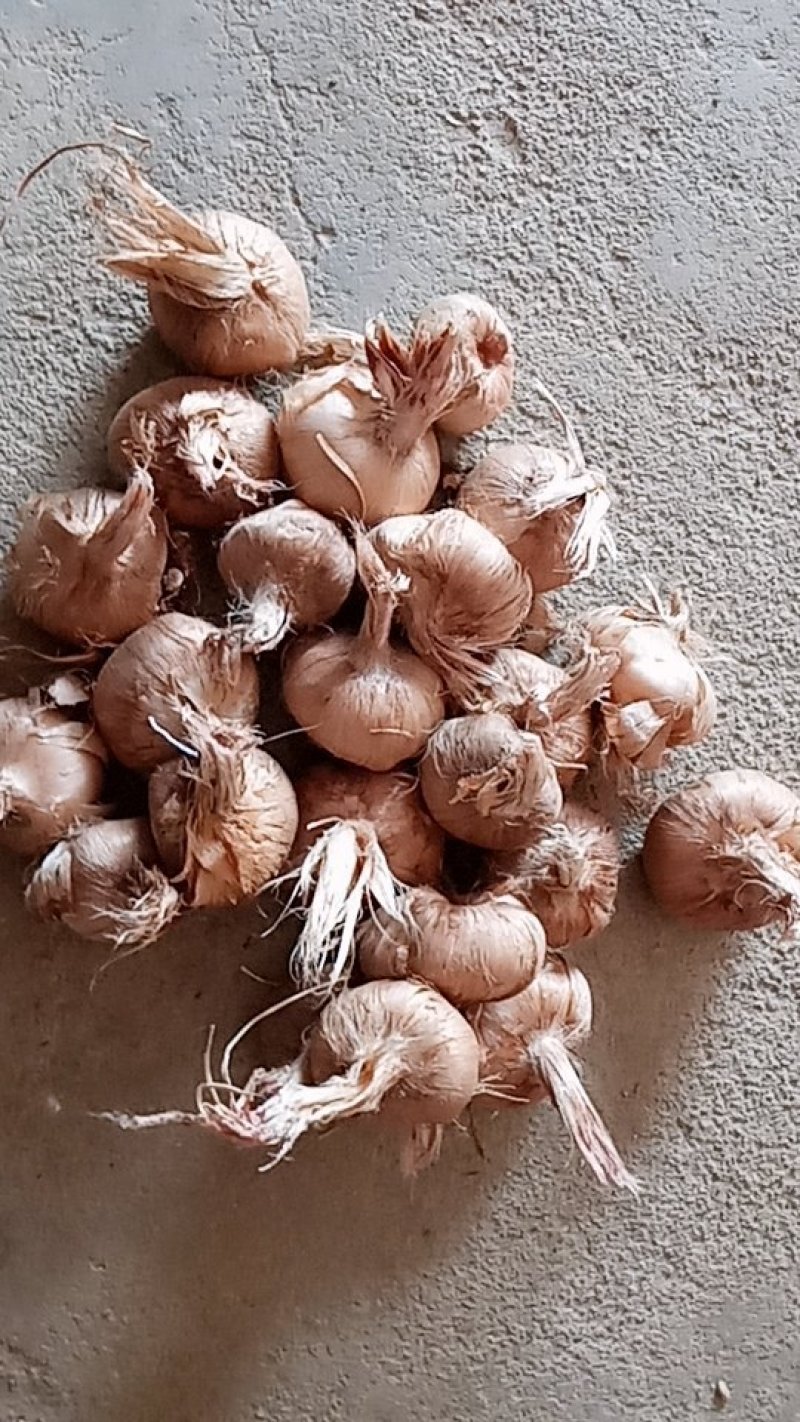 大量供应优质藏红花种球