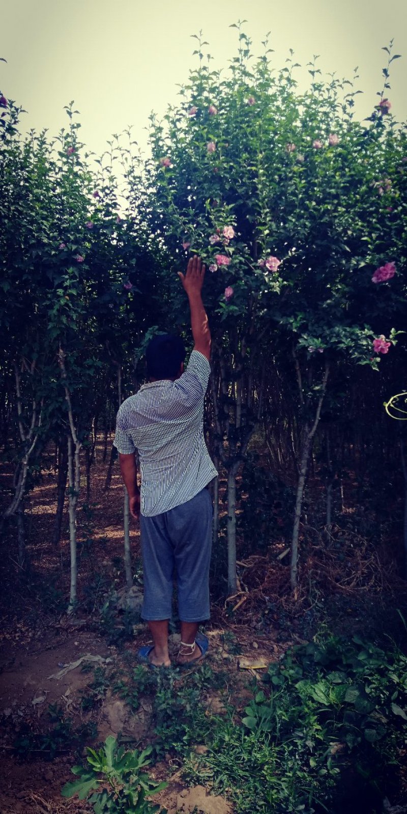 木槿花