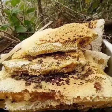 云南省西双版纳野生蜂蜜
