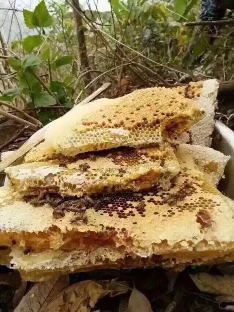 云南省西双版纳野生蜂蜜