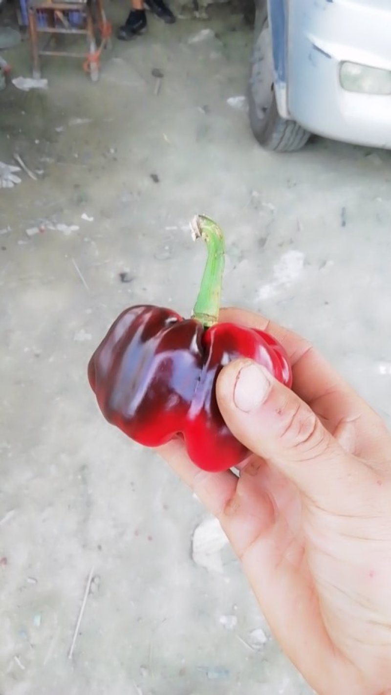 灯笼椒