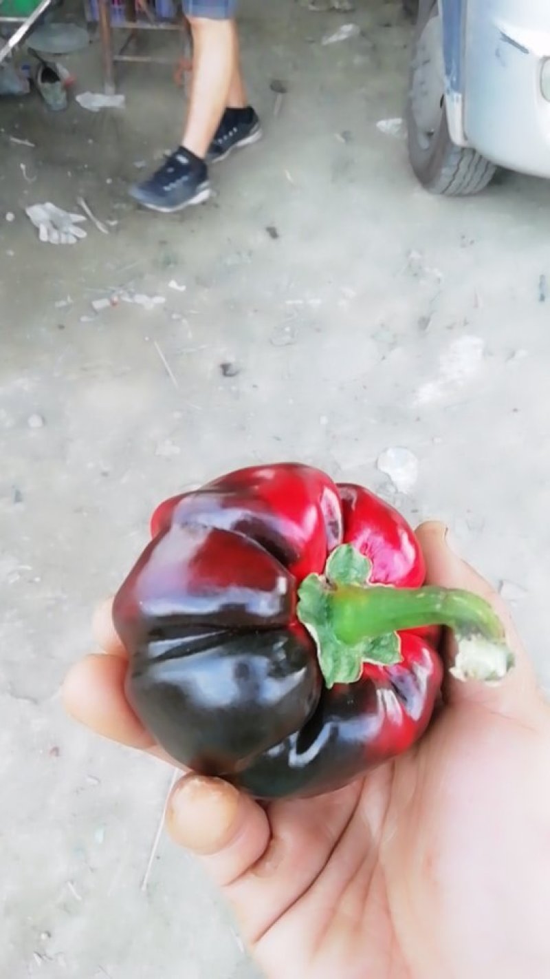 灯笼椒