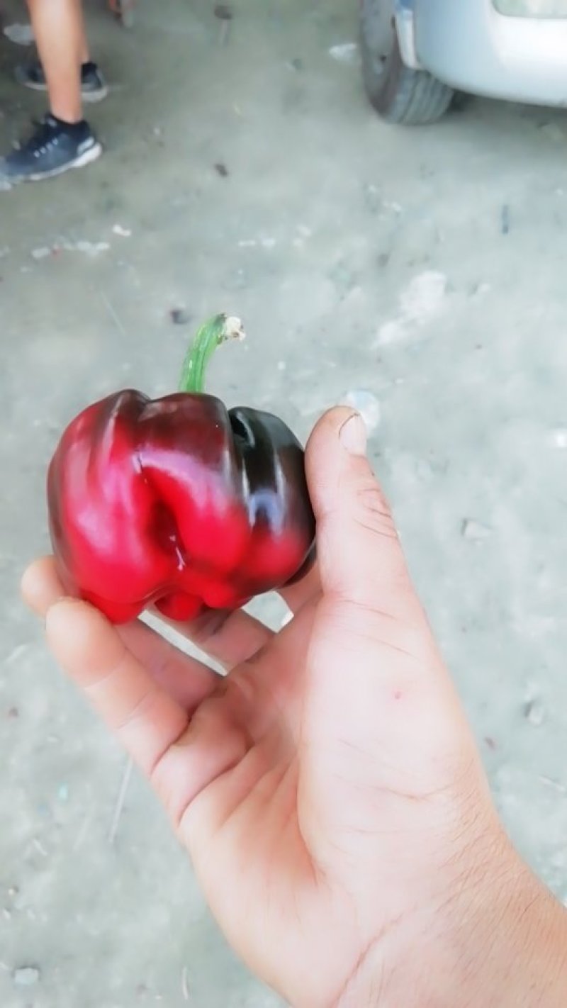 灯笼椒