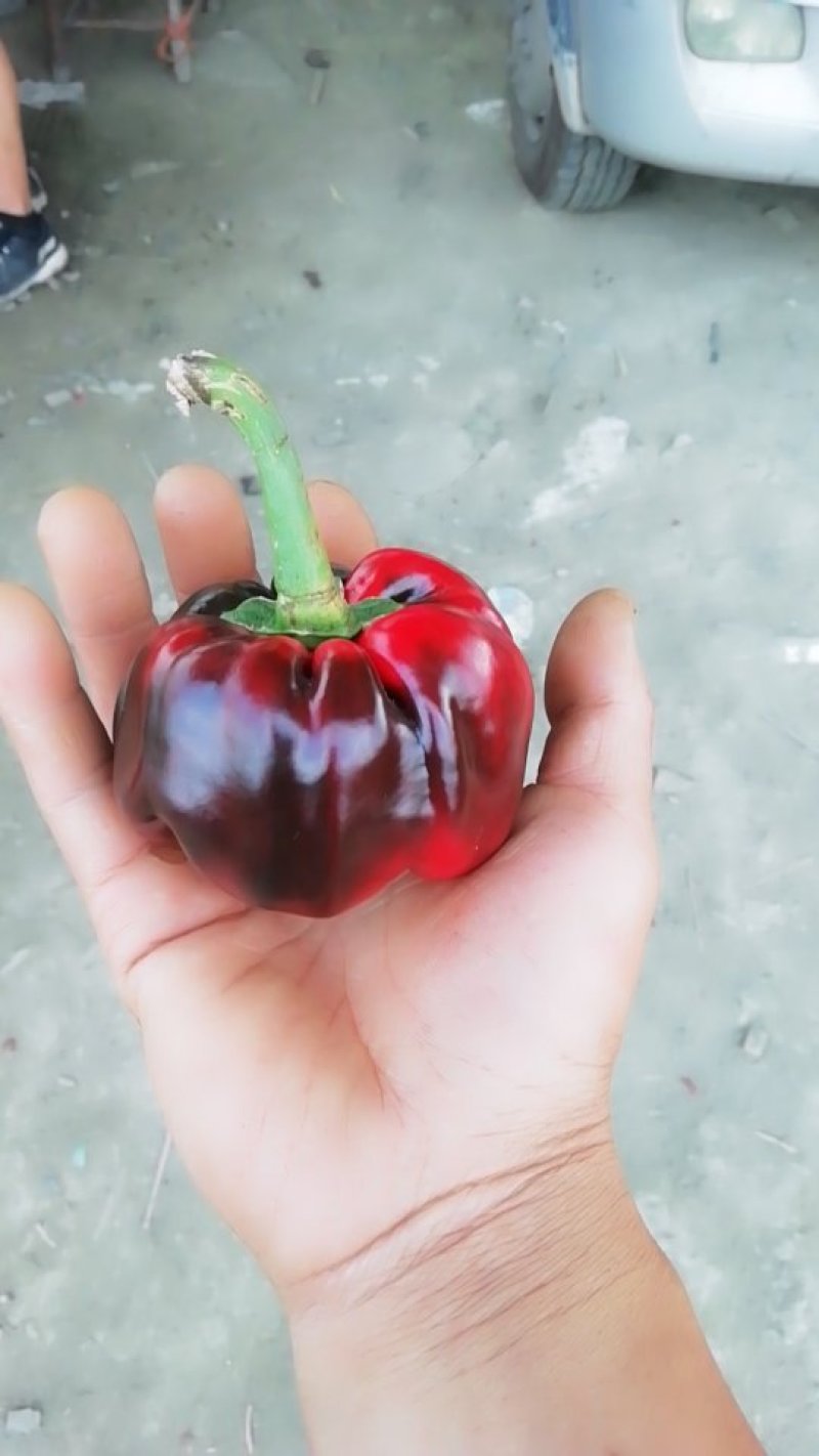 灯笼椒