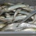 野生淡水毛刀鱼