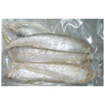 野生淡水毛刀鱼