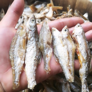 绥江河河鱼，油炸南刀鱼