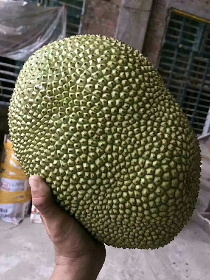 大树菠萝蜜大量出货，皮薄肉厚，诚信交易，价格合理