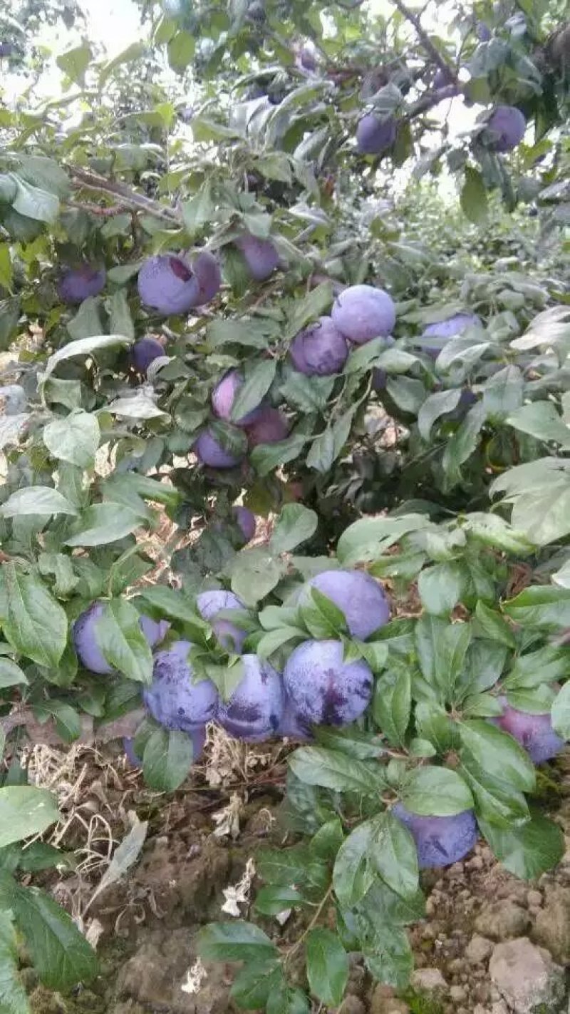 精品黑李子批发，巨力王李子产地批发，陕西李子产地行情