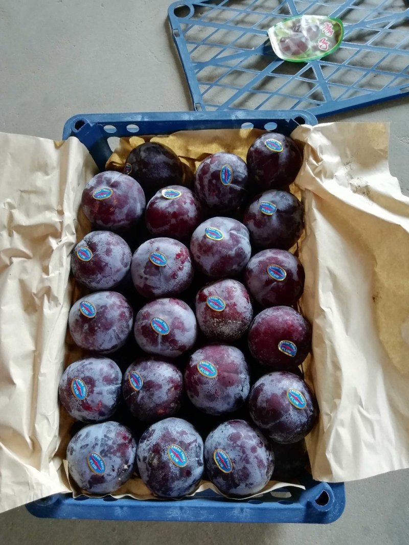 精品黑李子批发，巨力王李子产地批发，陕西李子产地行情
