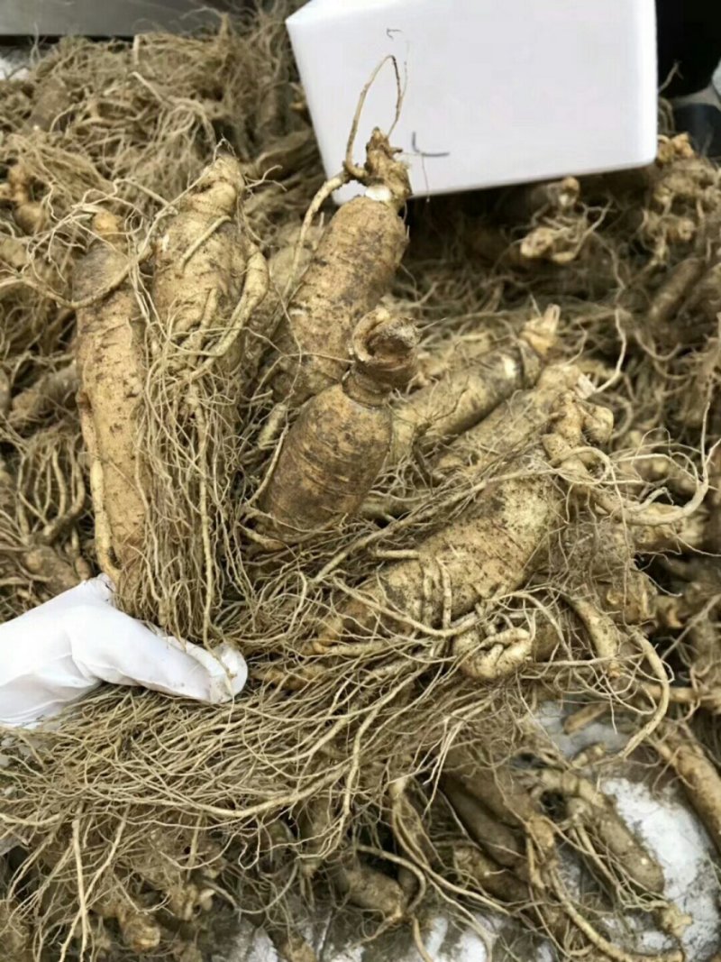 【顺丰包邮】精品条型鲜人参，人参，现挖现卖更新鲜