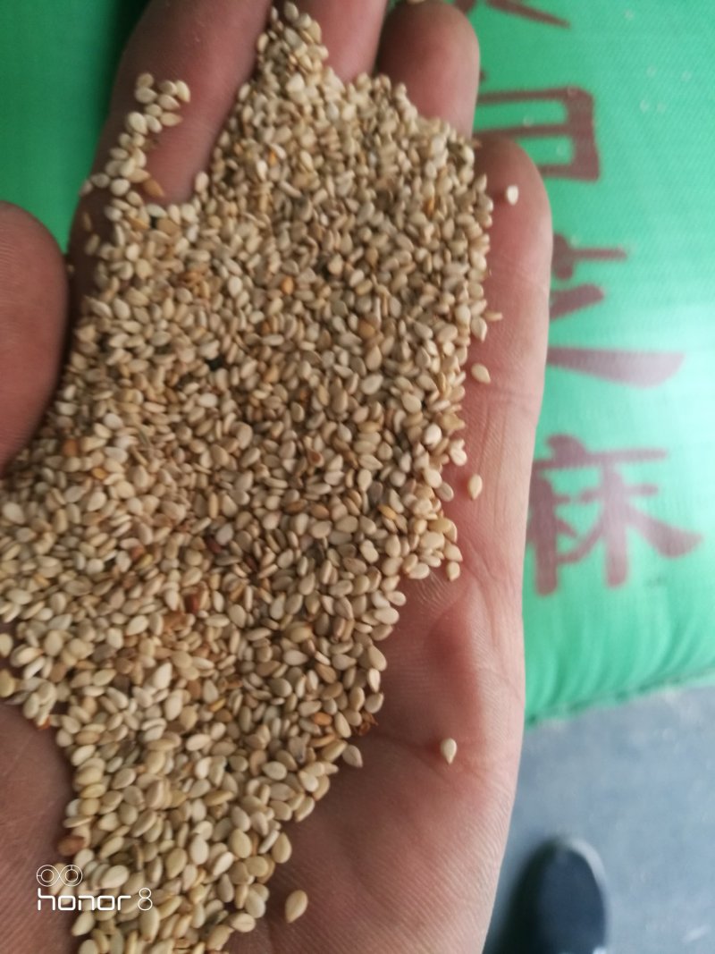 国产白芝麻，过大筛湖北国产芝麻！进口芝麻！