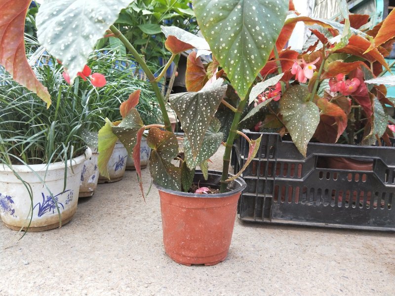 竹节海棠优质竹节海棠盆栽基地直发欢迎实地看货