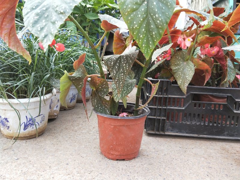 竹节海棠优质竹节海棠盆栽基地直发欢迎实地看货