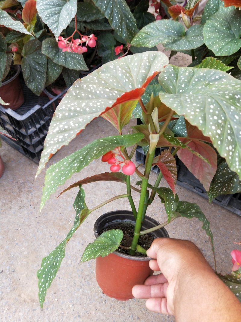 竹节海棠优质竹节海棠盆栽基地直发欢迎实地看货
