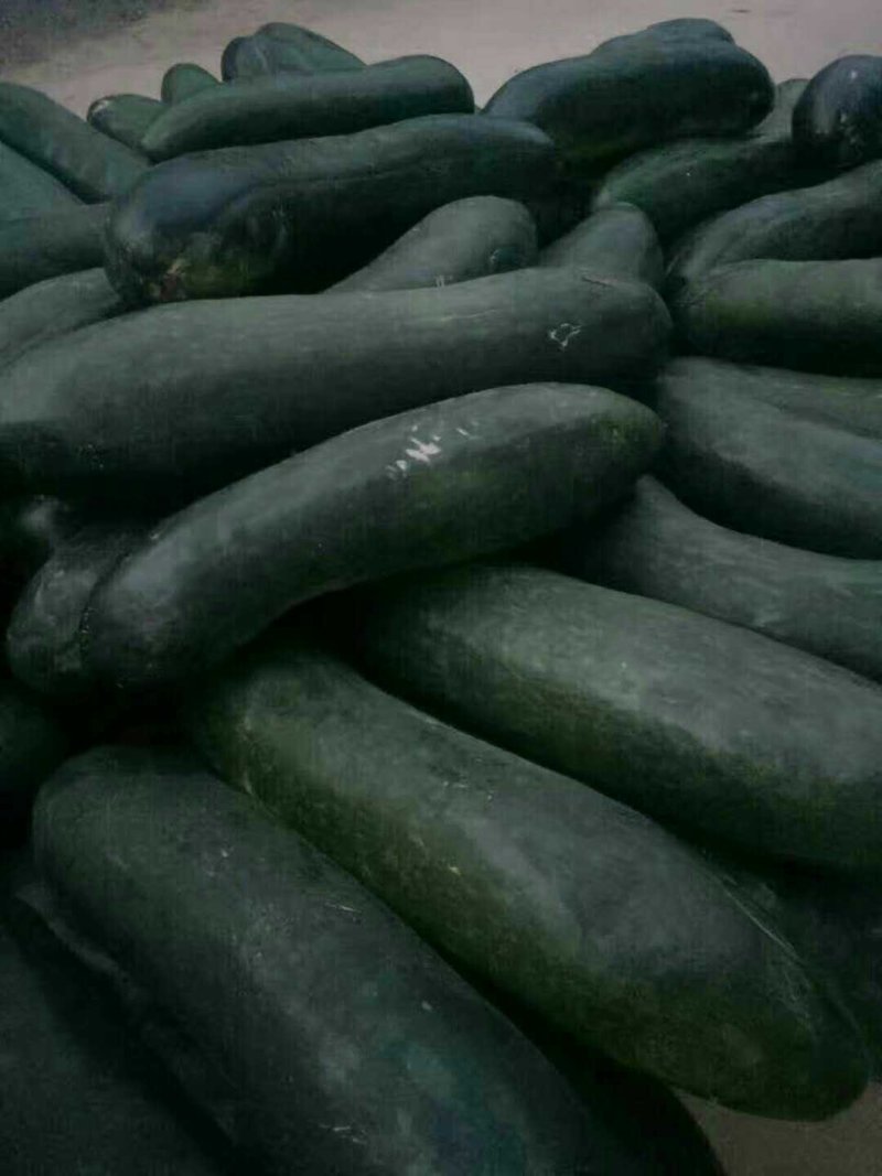 黑皮冬瓜-基地直供-货源充足-保证质量
