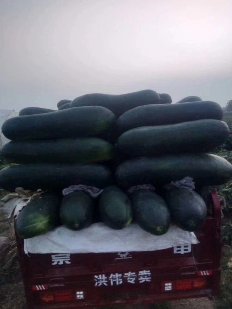 黑皮冬瓜-基地直供-货源充足-保证质量