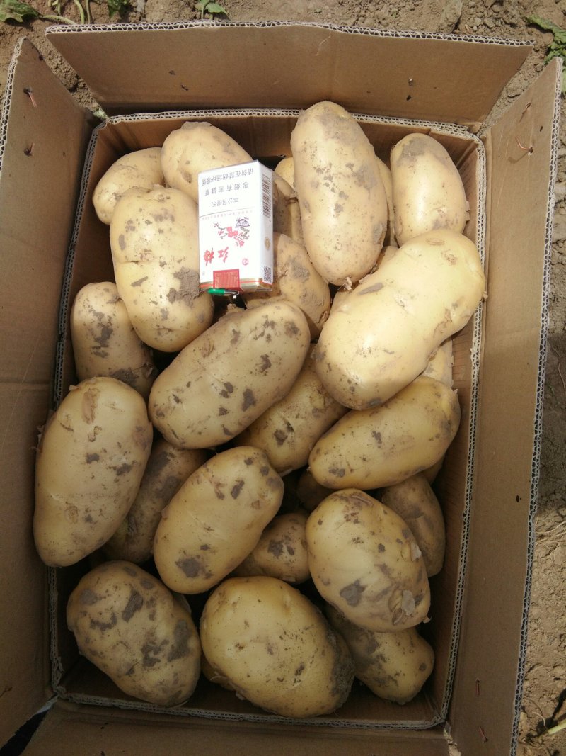 荷兰土豆大量出售中，需要的速联系我！……