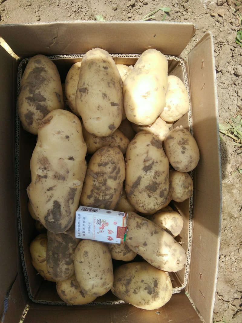 荷兰土豆大量出售中，需要的速联系我！……