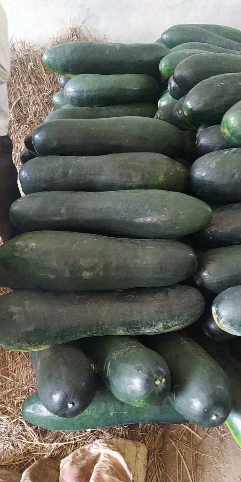 精品黑皮冬瓜-基地直供-货源充足-保证质量。
