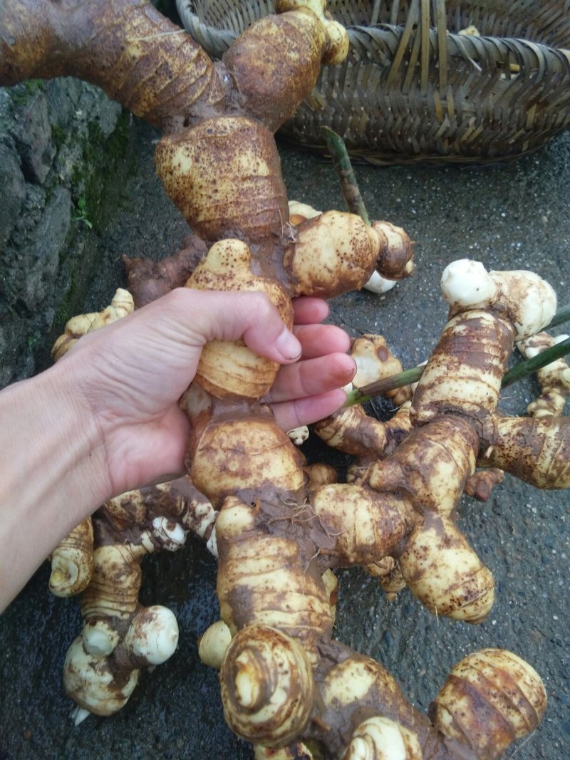 中药材