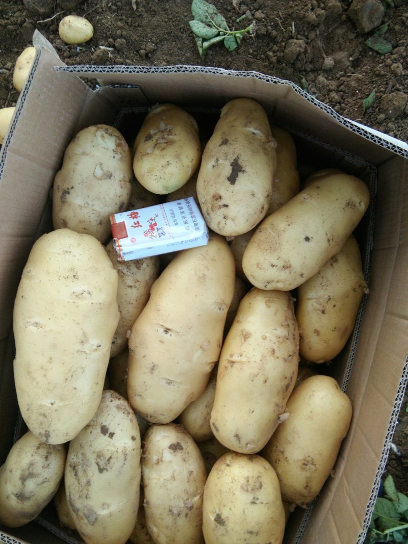 荷兰十五系列土豆大量供应，需要的速联系我