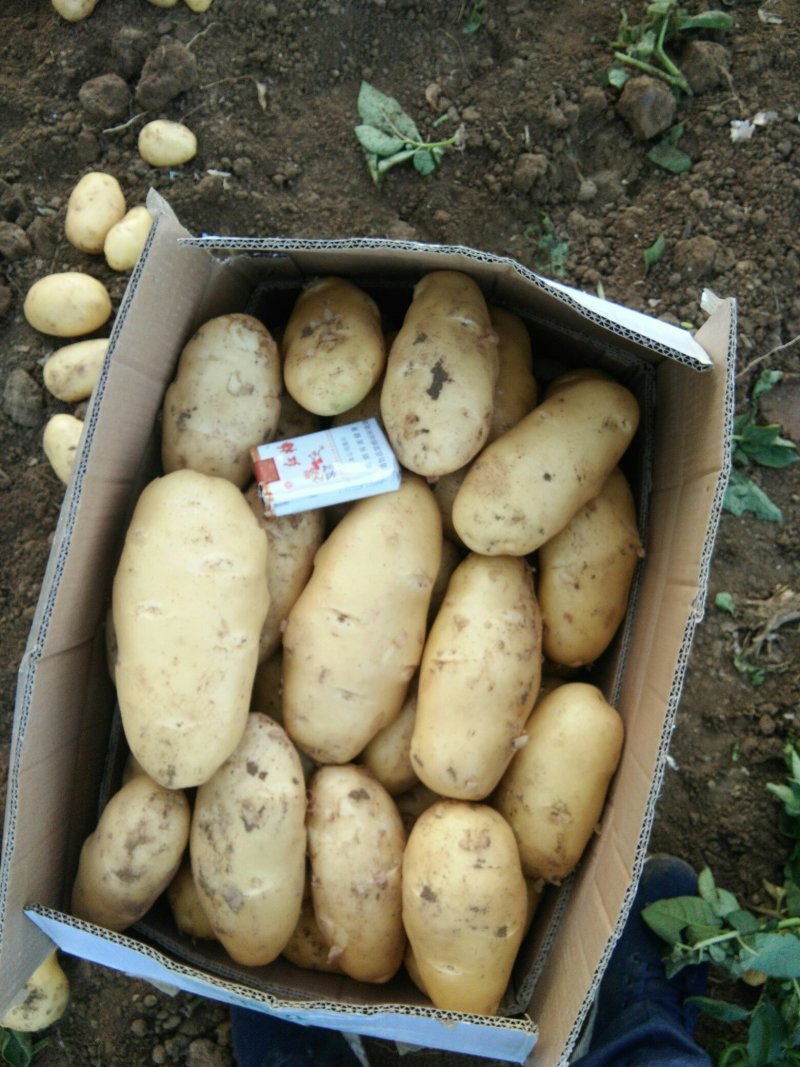 荷兰十五系列土豆大量供应，需要的速联系我