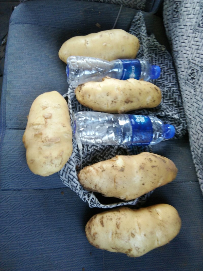 荷兰十五系列土豆大量供应，需要的速联系我