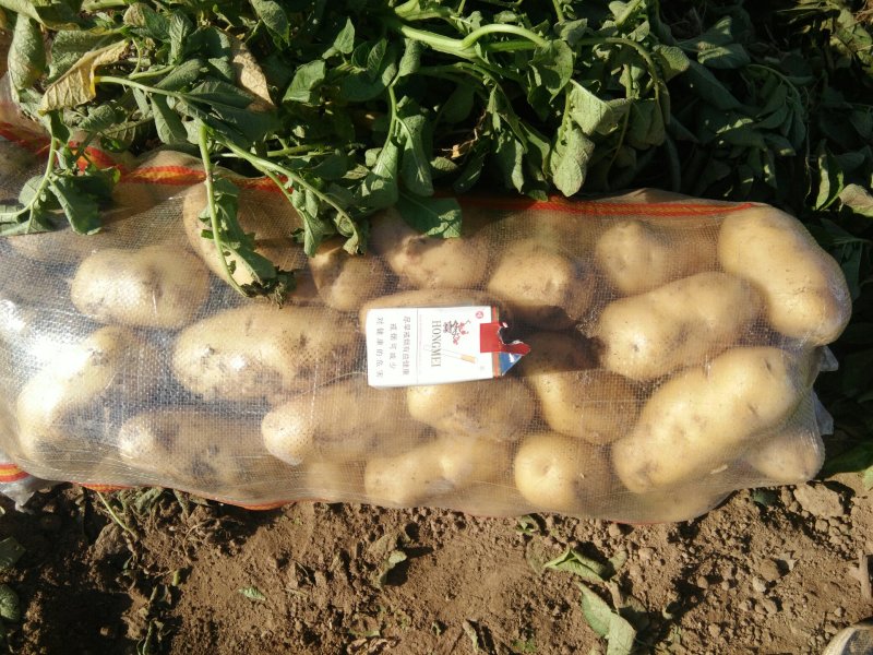 荷兰十五系列土豆大量供应，需要的速联系我