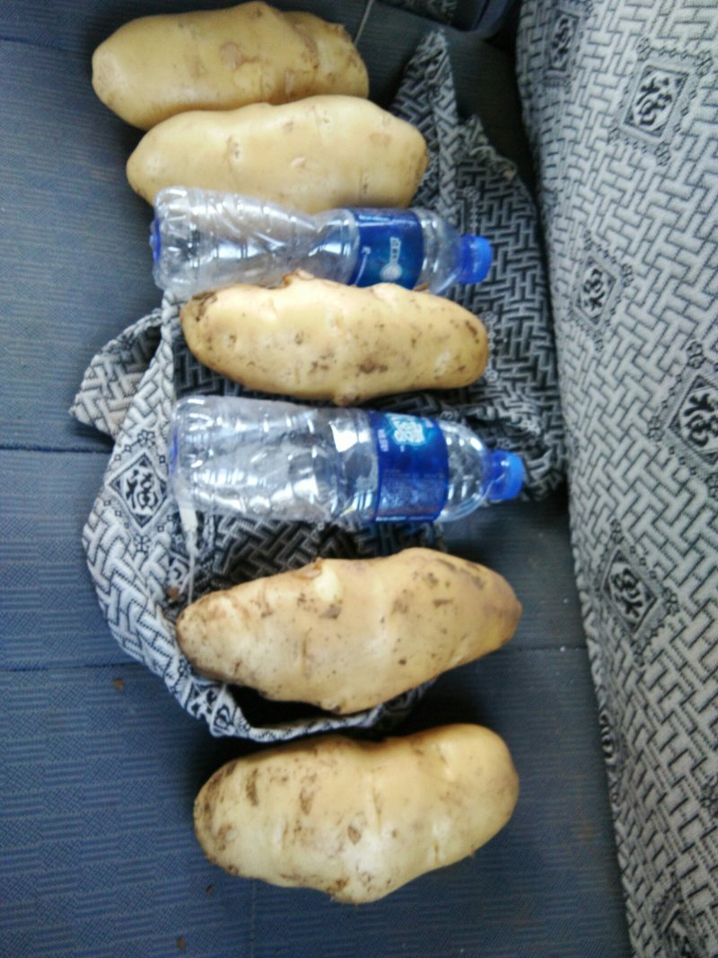 荷兰十五系列土豆大量供应，需要的速联系我