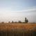 诺彤家庭农场出售120亩优级小麦有需要的联系我