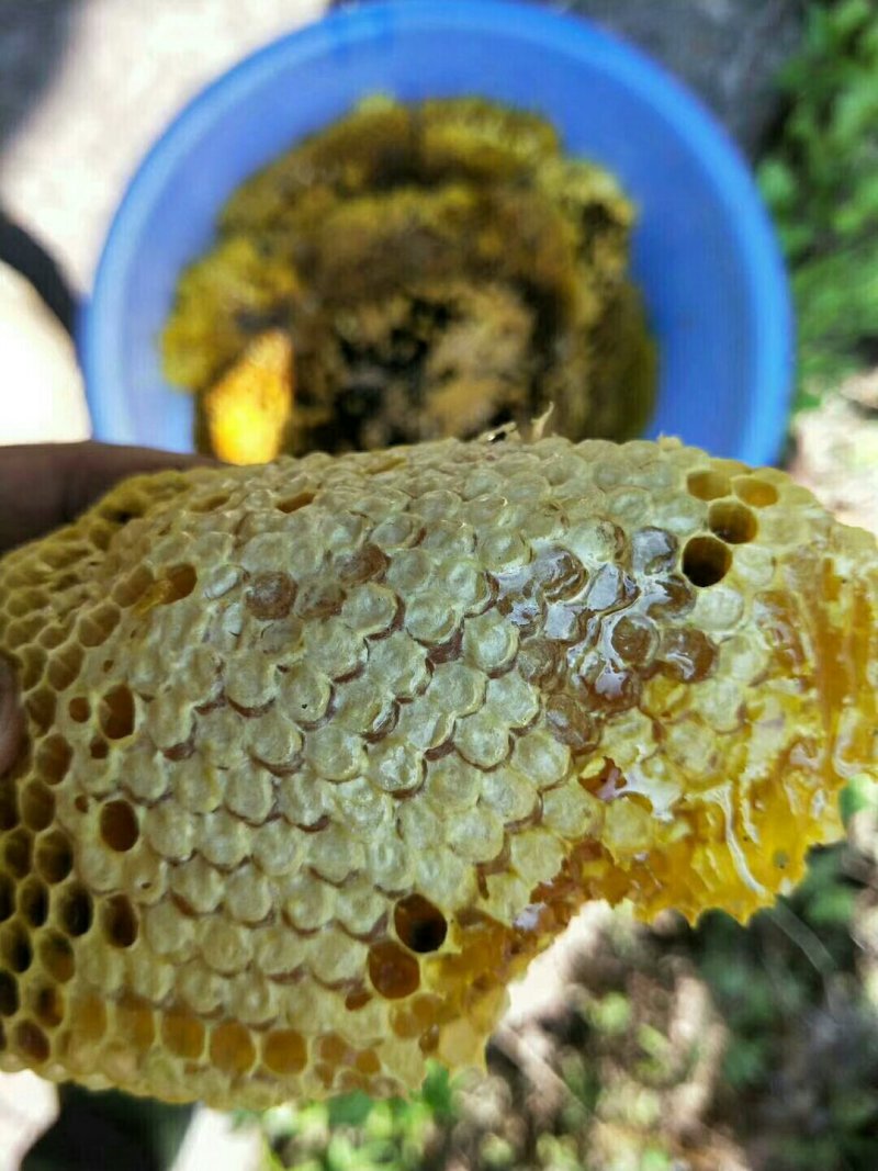 土蜂蜜