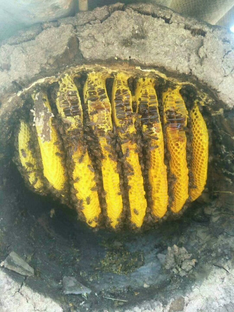 土蜂蜜