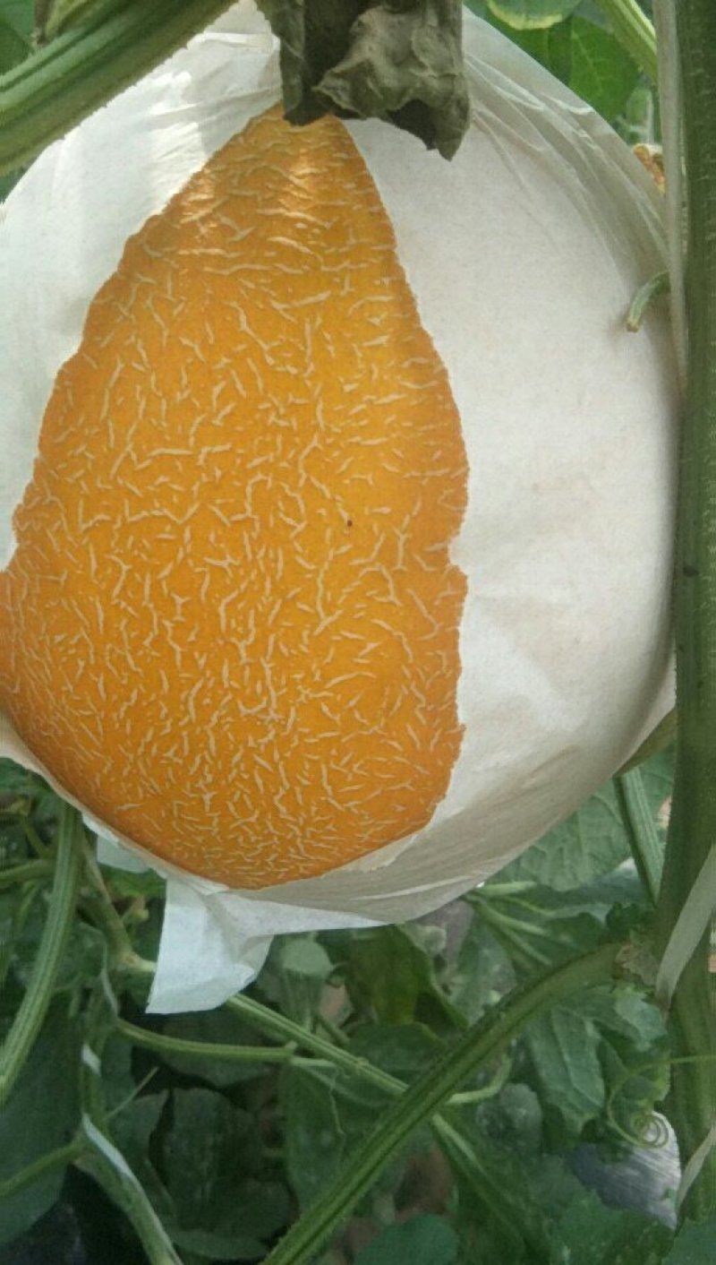 久红瑞