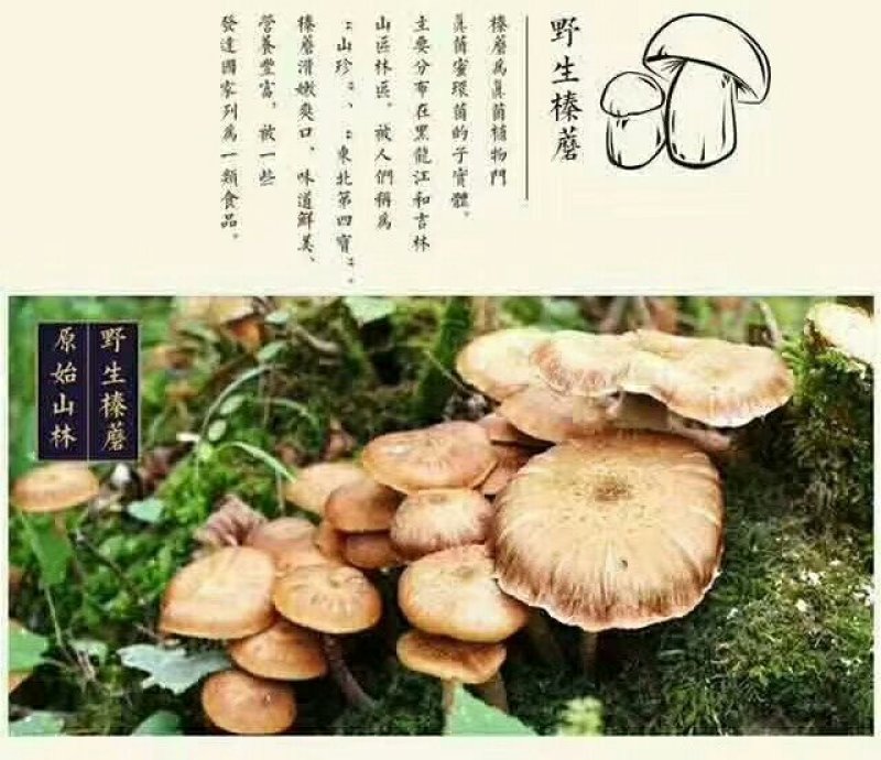 野生榛蘑