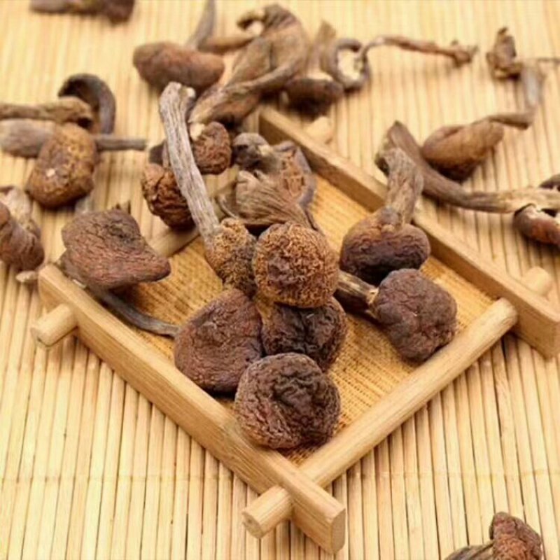 野生榛蘑