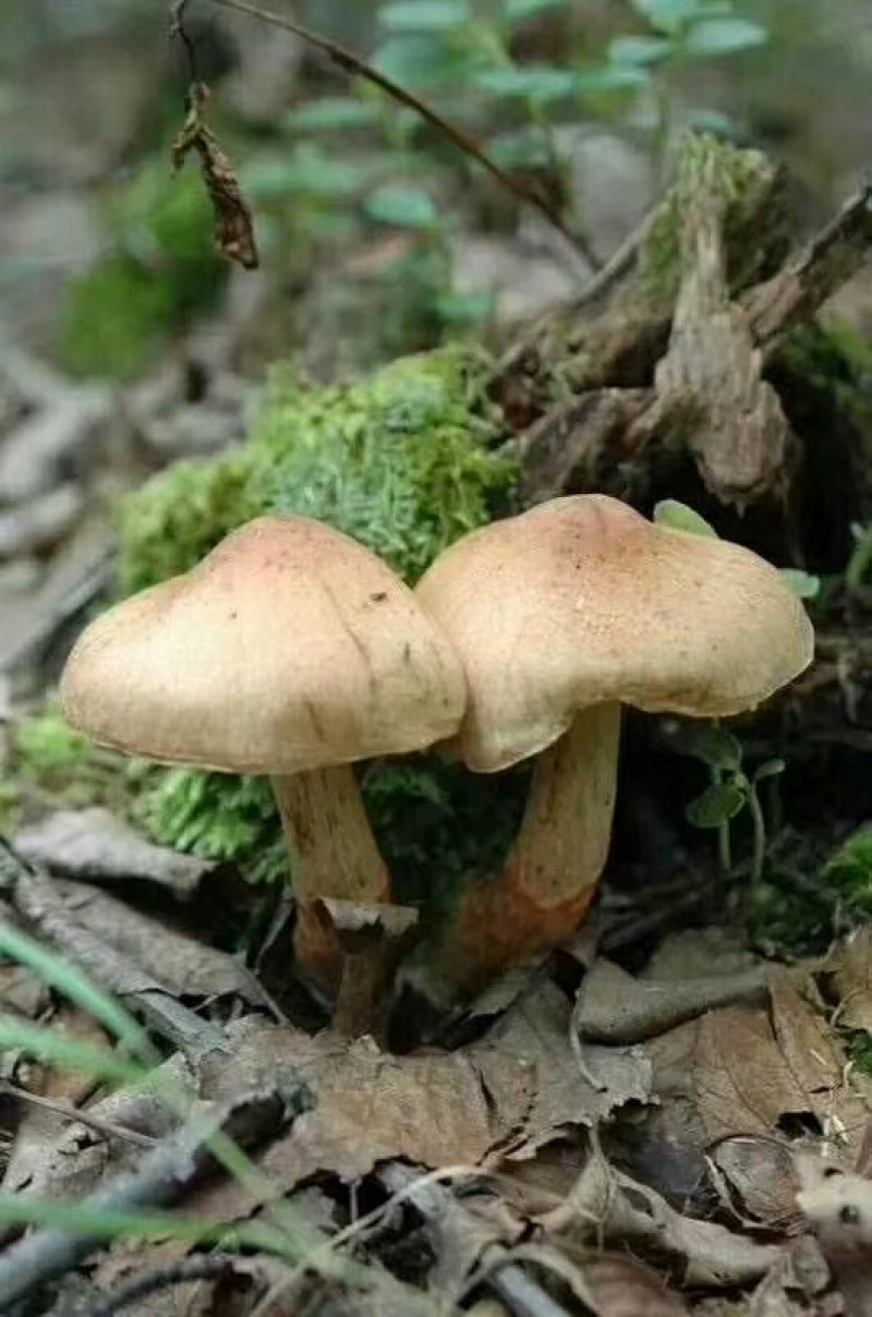 野生榛蘑