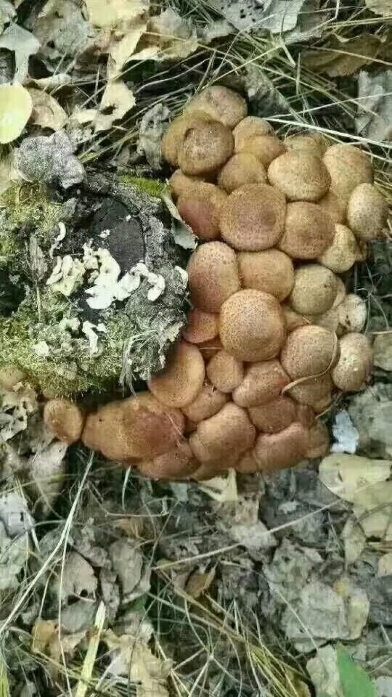 野生榛蘑